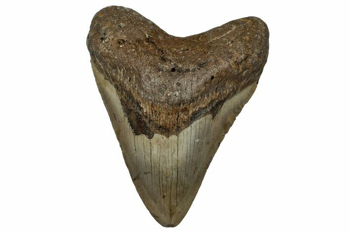 Fossil Megalodon Tooth - North Carolina #351182